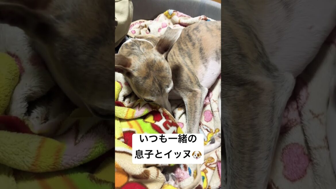 いつも一緒の息子とイッヌ🐶 #dog #cute #ウィペット #shorts