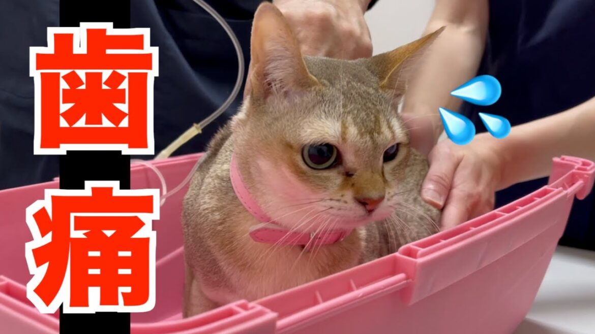 原因は虫歯！？ご飯が食べれないので動物病院に行きました！！
