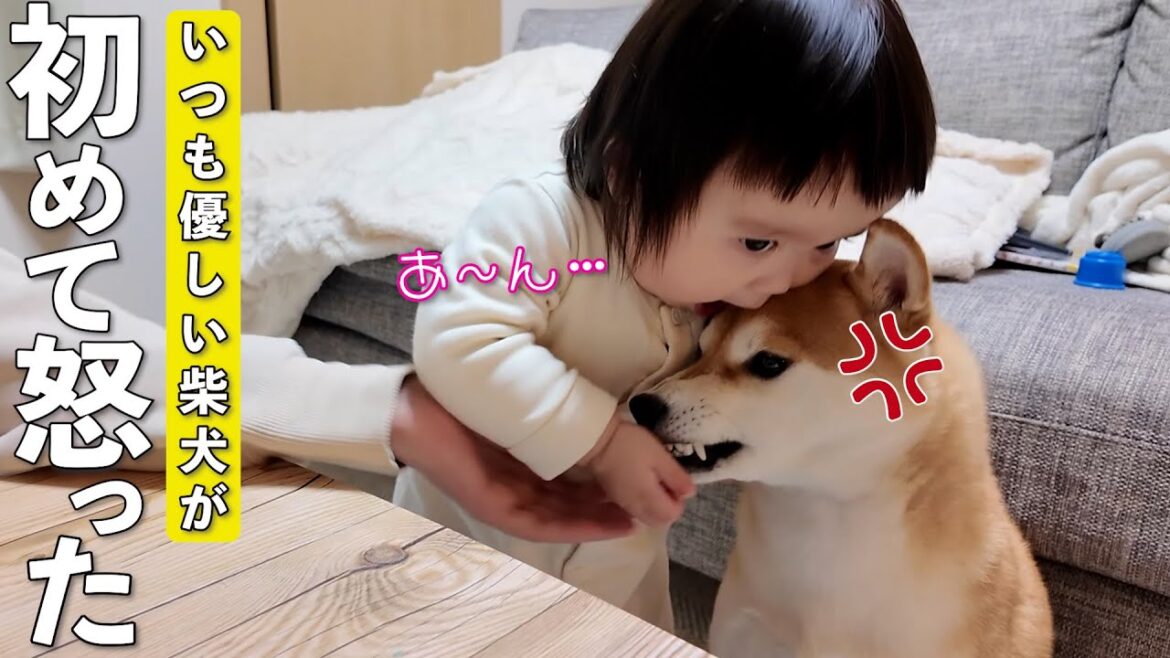 何されても怒らない優しい柴犬がついに1歳児にブチギレ…！？