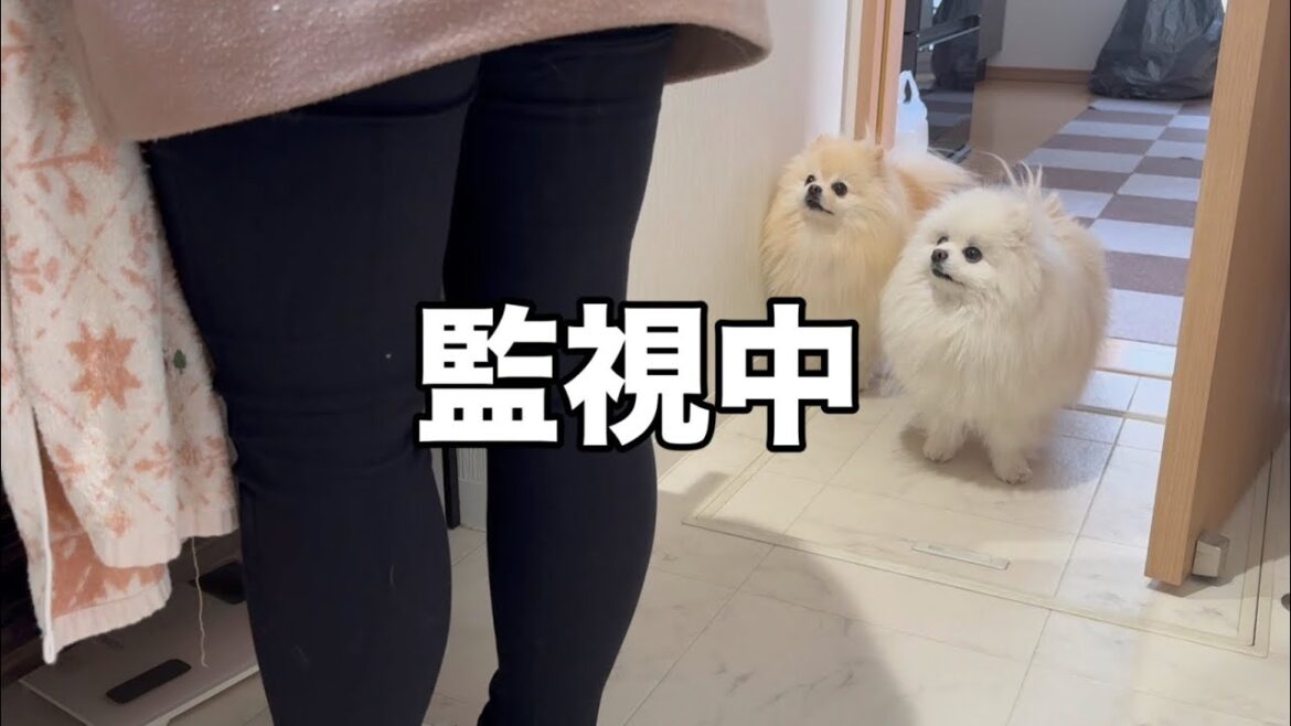 どんな時も側から離れずママの監視を続けるポメラニアン！