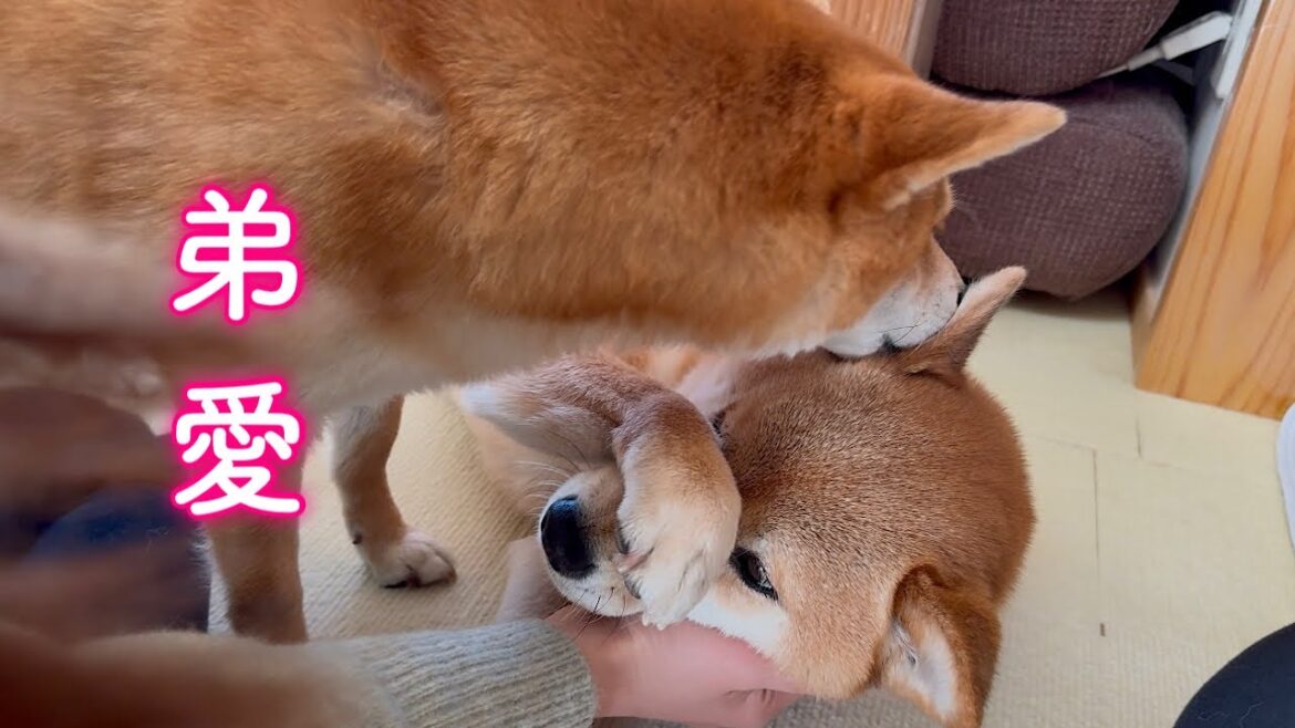 ママになった気分で弟犬を可愛がる柴犬が愛おしい