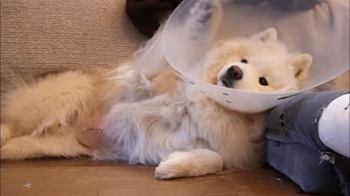 退院後甘えん坊マシマシのサモエド犬が可愛すぎる