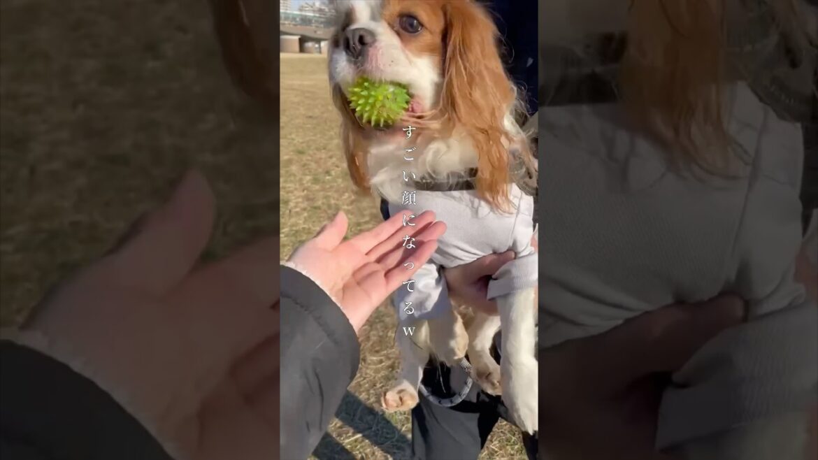 🐶「絶対に渡さないよ!!」 #shorts 🐶「絶対に渡さないよ!!」 #shorts