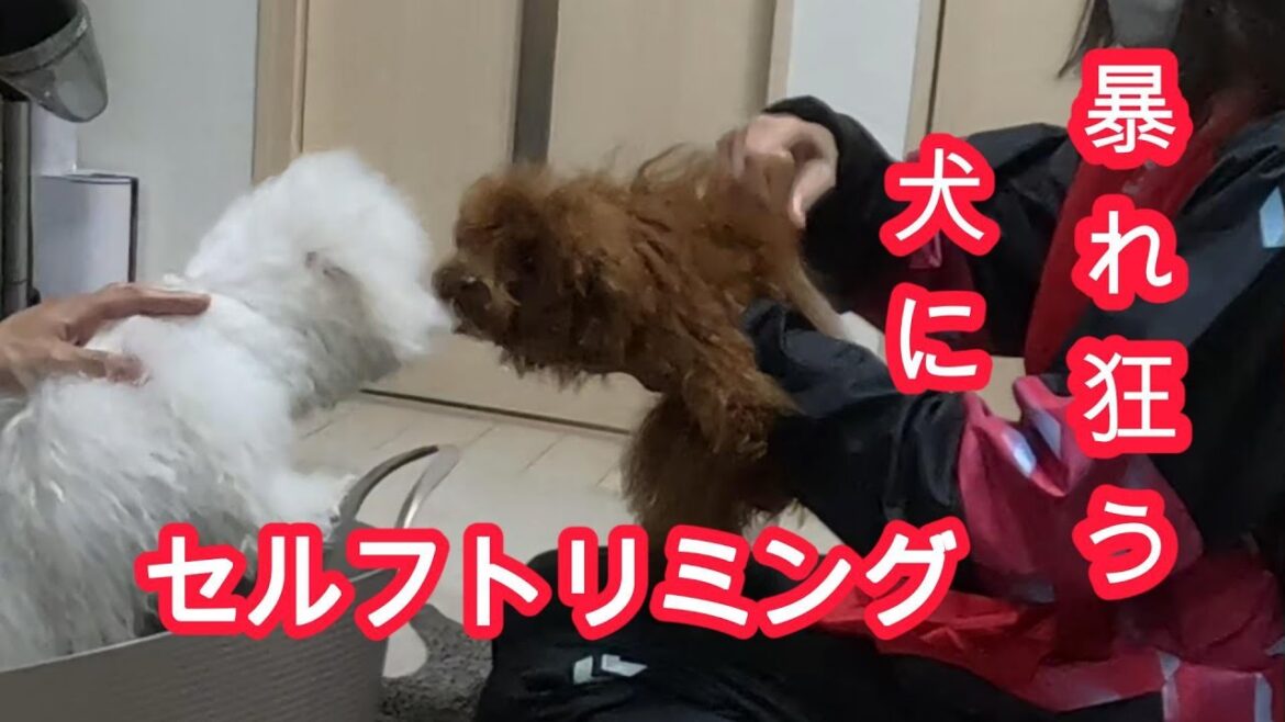 愛犬の‘’プチ‘’セルフトリミングに挑戦（暴れて、逃げ出そうとするトイプードルの梅に大苦戦？トリミングは可能か？）