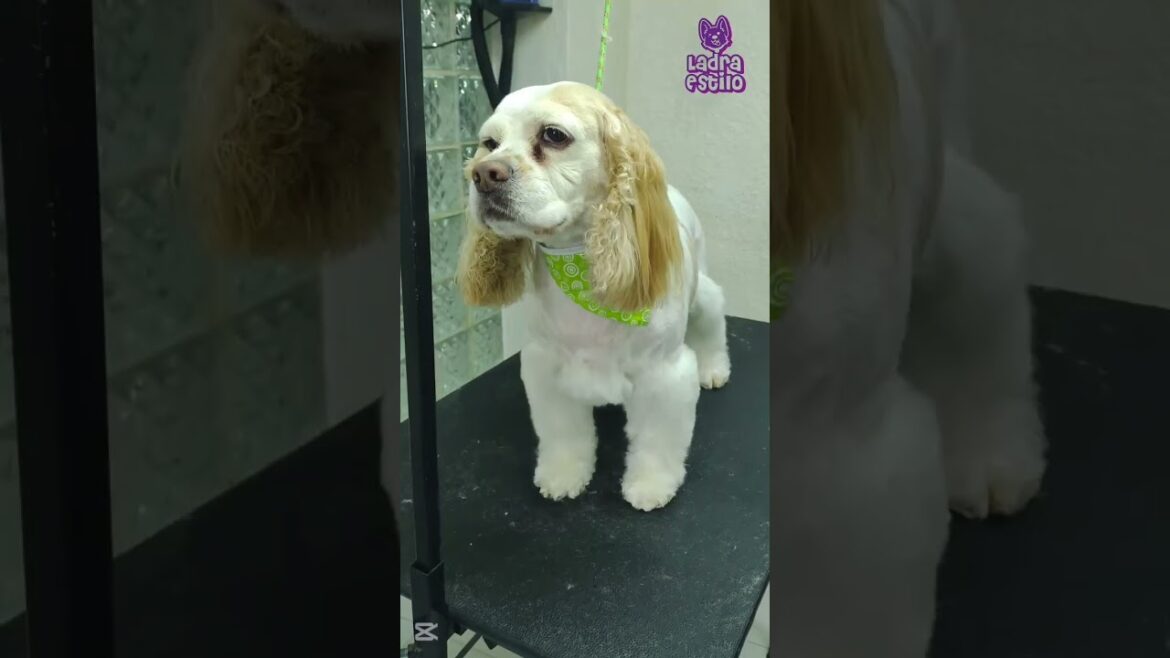 Mira el cambio de Max. #ladraestilo #cockerspaniel