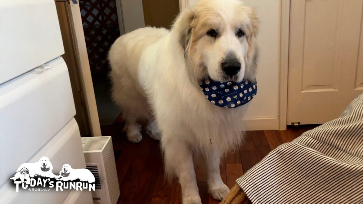 お母さんがちゃんと部屋にいるか時々確認に来るアランです Great Pyrenees グレートピレニーズ お母さんがちゃんと部屋にいるか時々確認に来るアランです Great Pyrenees グレートピレニーズ