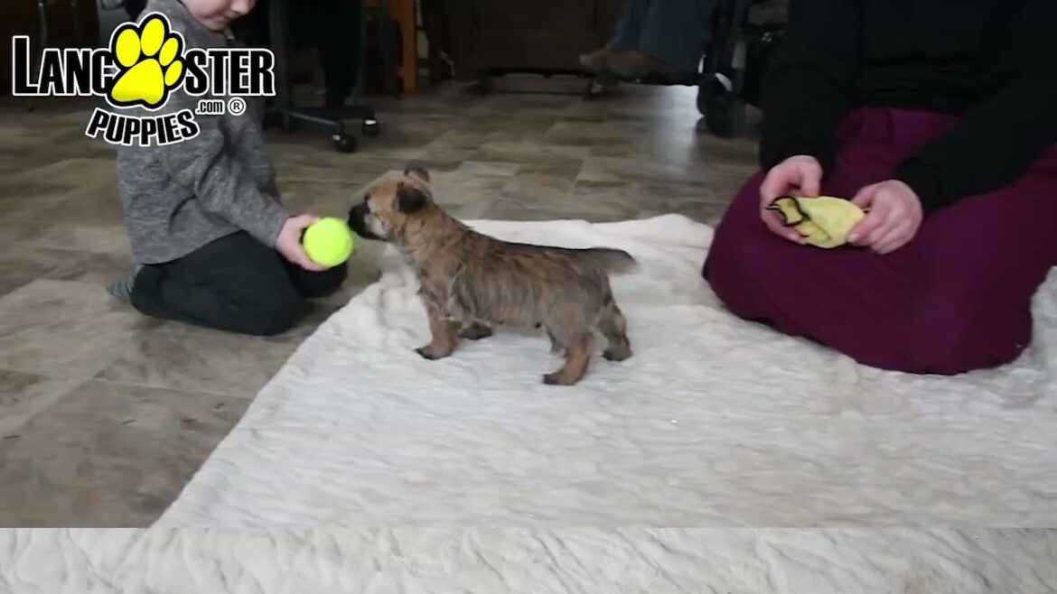 Precious Cairn Terrier Puppy