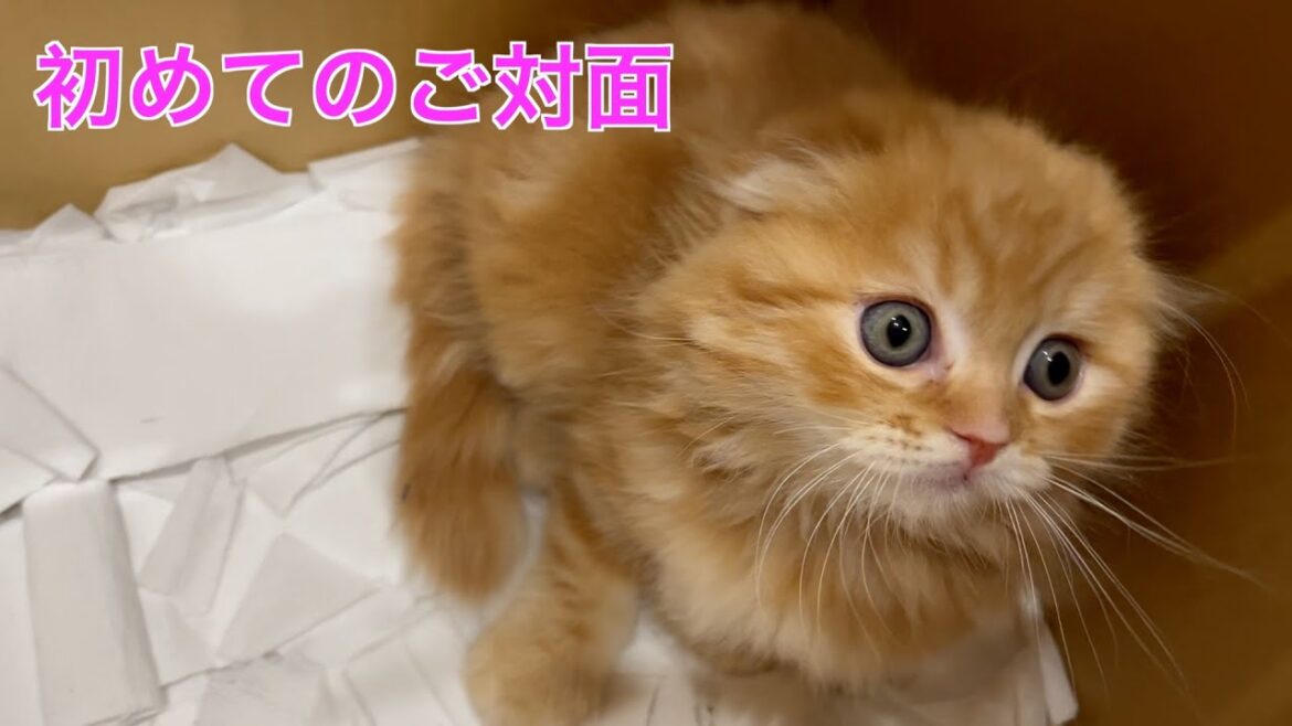 超絶かわいいスコテッシュフォールドの赤ちゃんとの初めてのご対面！！我が家に新しい仲間がやってきました！
