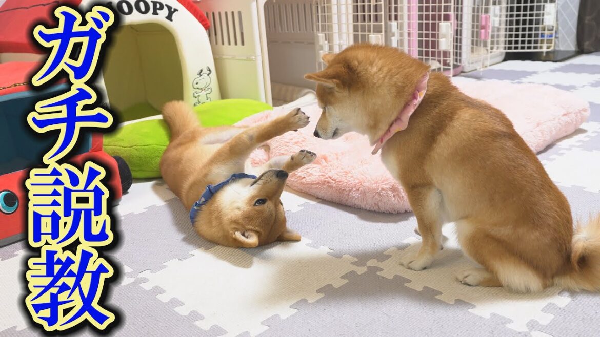 姉柴犬に叱られ、あたふたしてしまう子犬が可愛過ぎました。