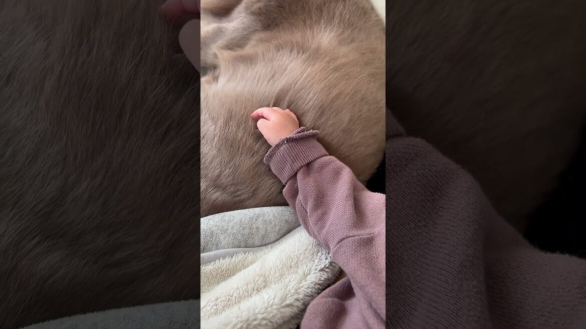 イッヌを感じながら（たぶんね）寝る赤ちゃん #ワイマラナー #赤ちゃん #dogvlog #大型犬との暮らし #大型犬と暮らす #大型犬と赤ちゃん #大型犬と子供