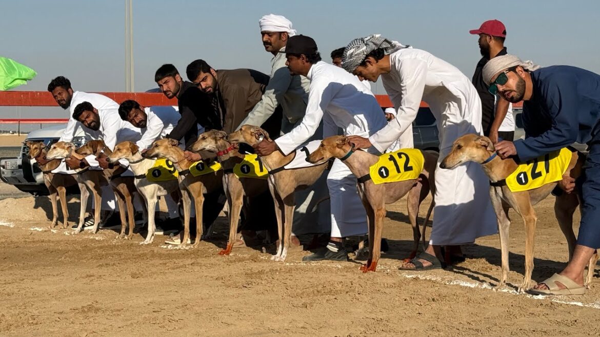 Race 4 Dubai Semi Final Saluki Racing @2 km (January 29,2025)