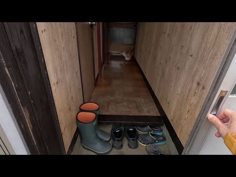 スリップする柴犬 スリップする柴犬