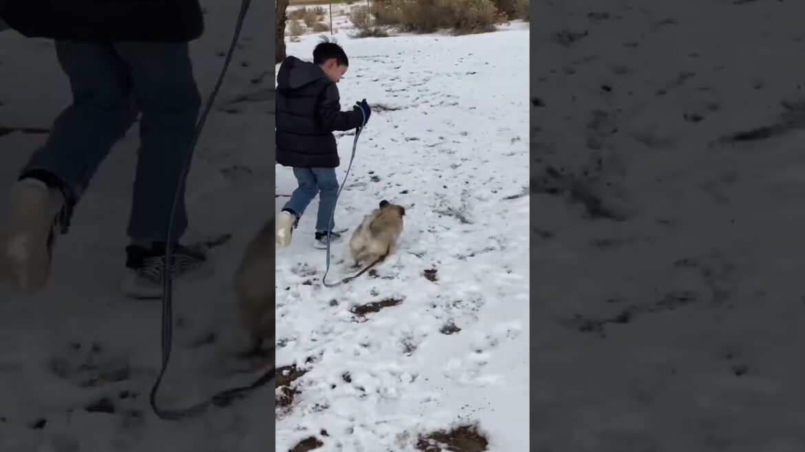 Pekingese Puppy || @SiopaoLee Pekingese Puppy || @SiopaoLee