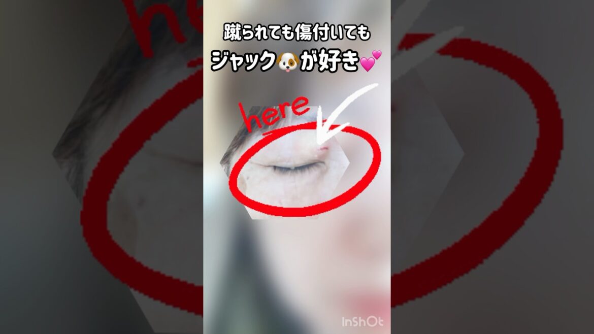 ヤンチャでもいい可愛いく育ってくれ‼️ジャックラッセルテリアのひまわり＆つばき【ひまチャンネル】#shorts #jackrussellterrier #犬のいる生活