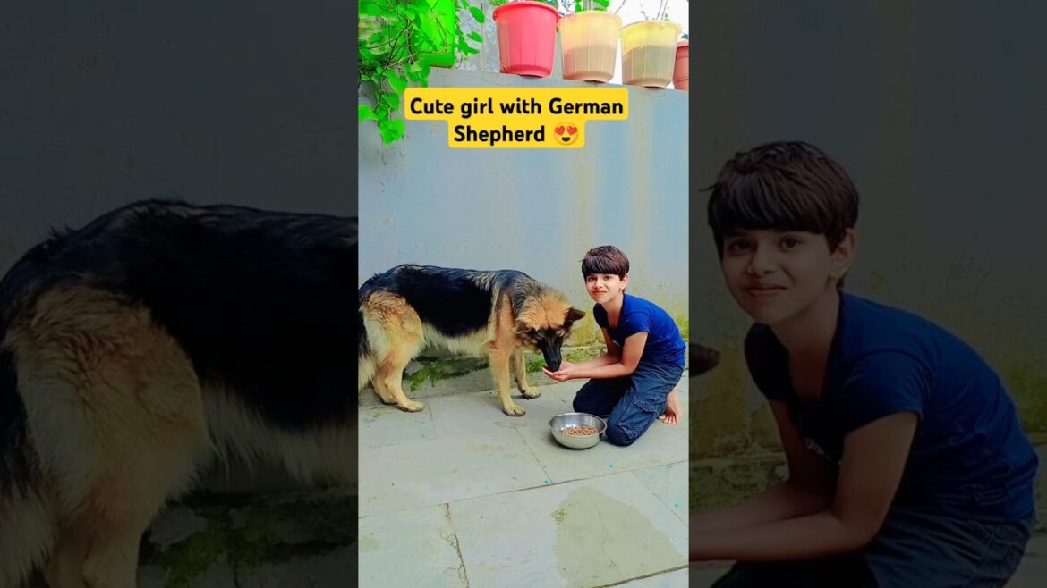 German Shepherd feeding #germanshepherd #smartdog #rotteweiler #pitbull