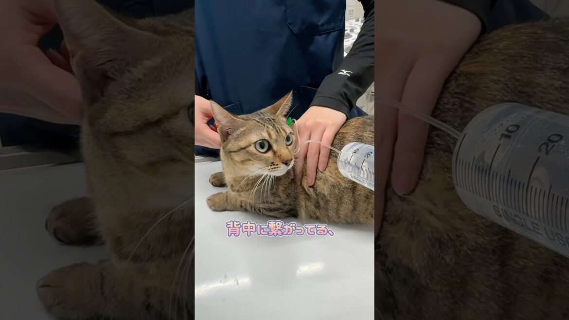 点滴中オドオドするオシキャット