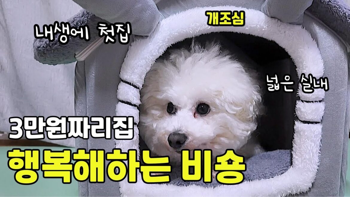 집을사줬더니 좋아하는비숑[풀영상]