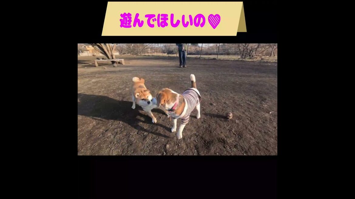 初めて会ったビーグル君に、遊んでほしくてちょっかいを出し続ける柴犬ちゃこ　#shorts #ドッグラン #柴犬 #ビーグル