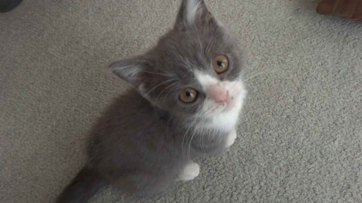 NAIVER（ニャイバー）まとめ　大きく育ちました ｜ ブリティッシュショートヘア 猫の小鉄