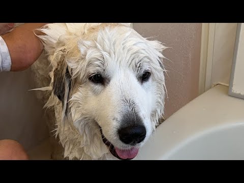 ドレミの歌グレートピレニーズ がゲリラライブ配信中!シャンプー中!!!ちょっとだけ🤏 ドレミの歌グレートピレニーズ がゲリラライブ配信中!シャンプー中!!!ちょっとだけ🤏