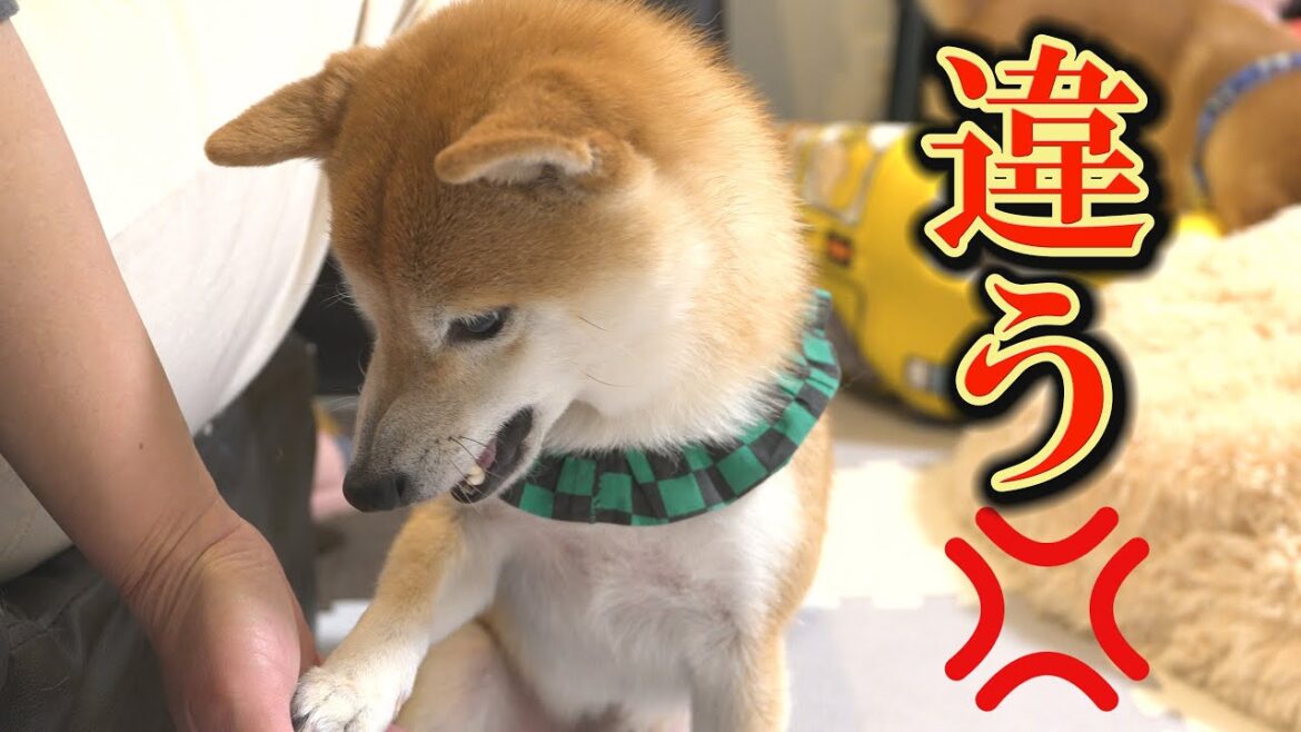 撫でる場所を間違えると、ガチで怒りだす柴犬を上機嫌にすることに成功しました。