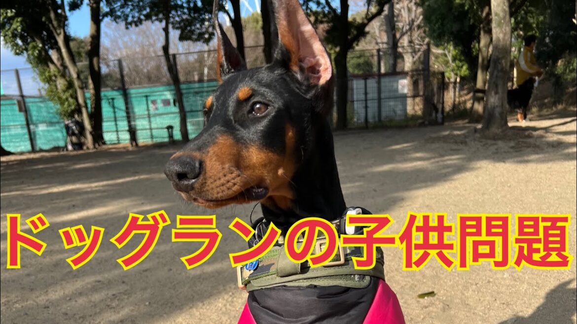 ドッグランに幼児を連れてくる人へ