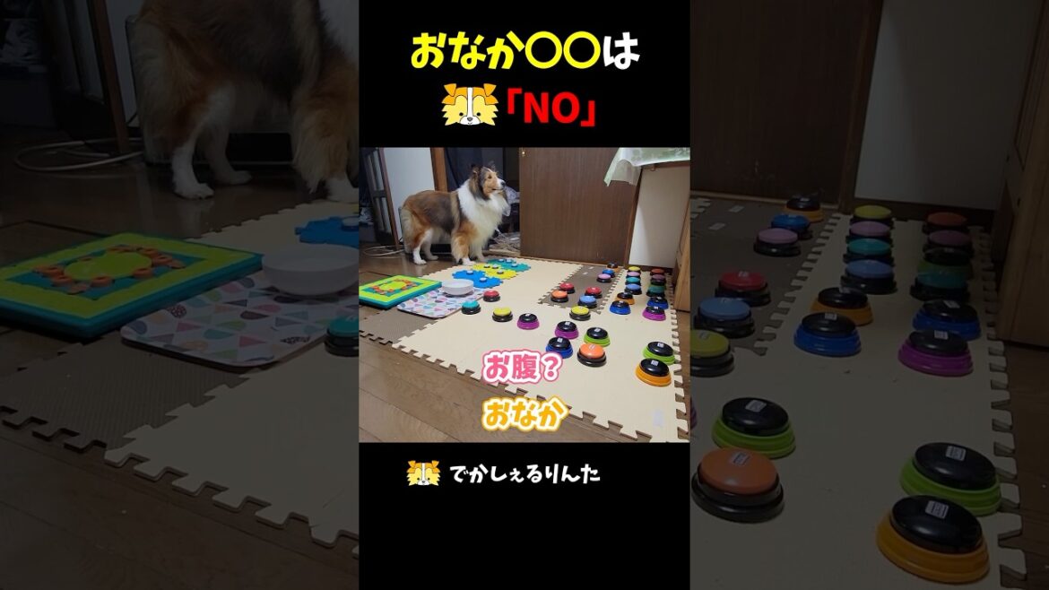 おなか◯◯はシェルティ「NO」【会話ボタンでしゃべる犬】 #shorts #dog