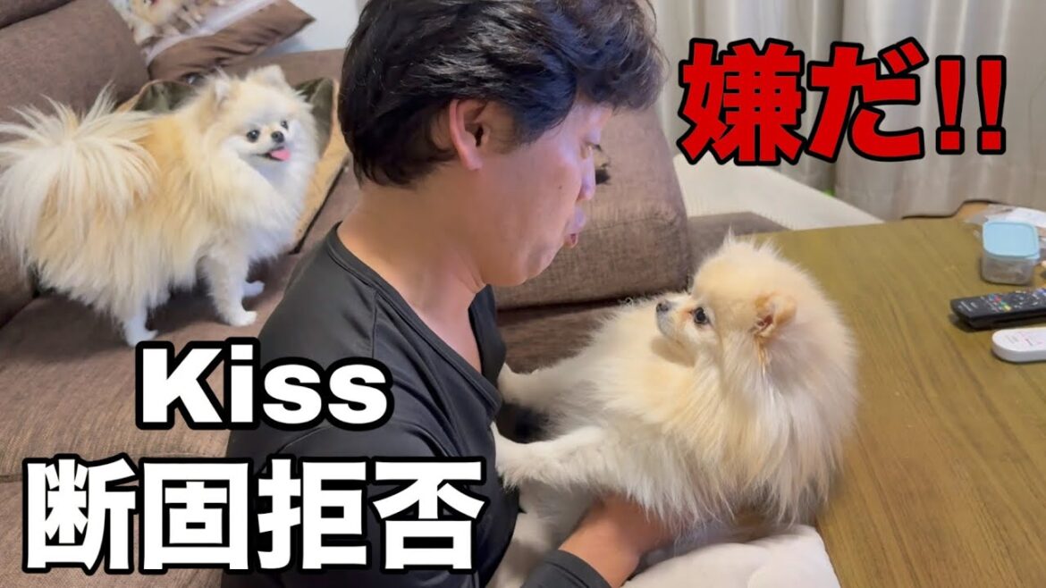 【フル】パパのKissを全力で拒否るポメラニアン