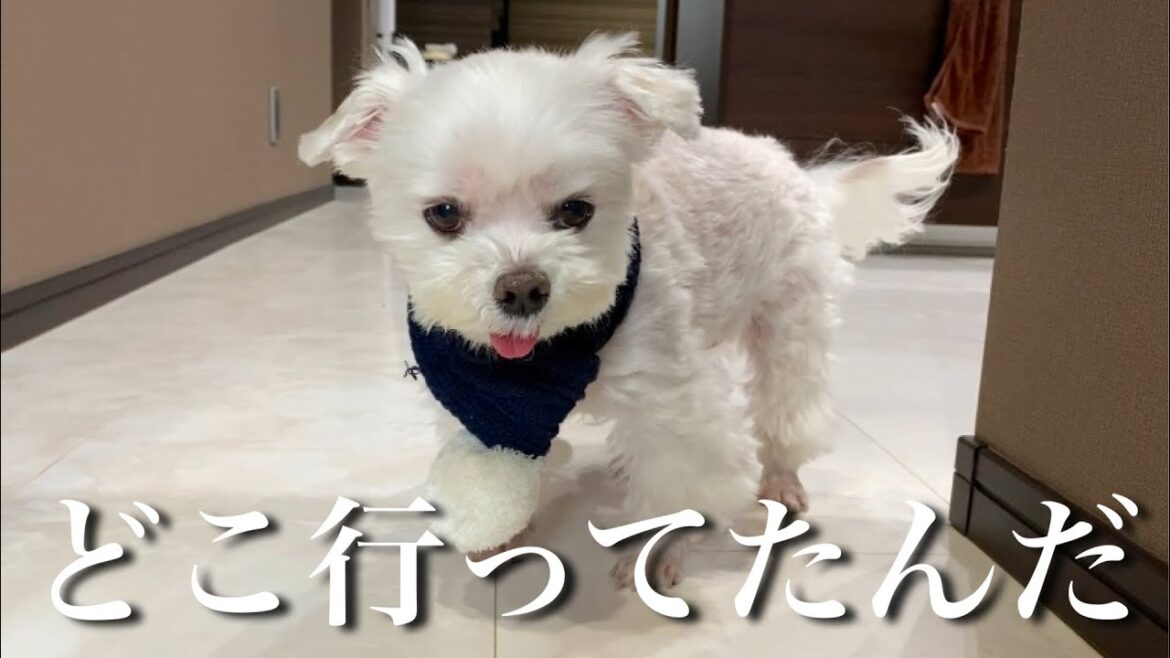 飼い主の浮気は絶対に許せない犬