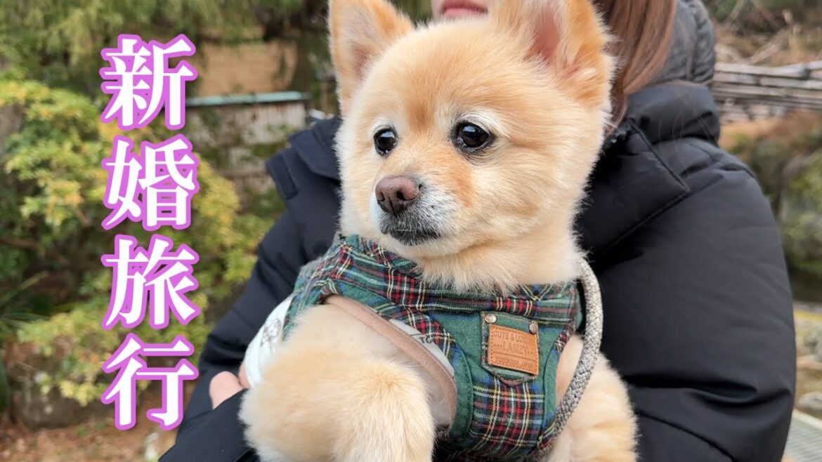 新婚旅行に一緒に行けることになった愛犬がこうなりました…笑