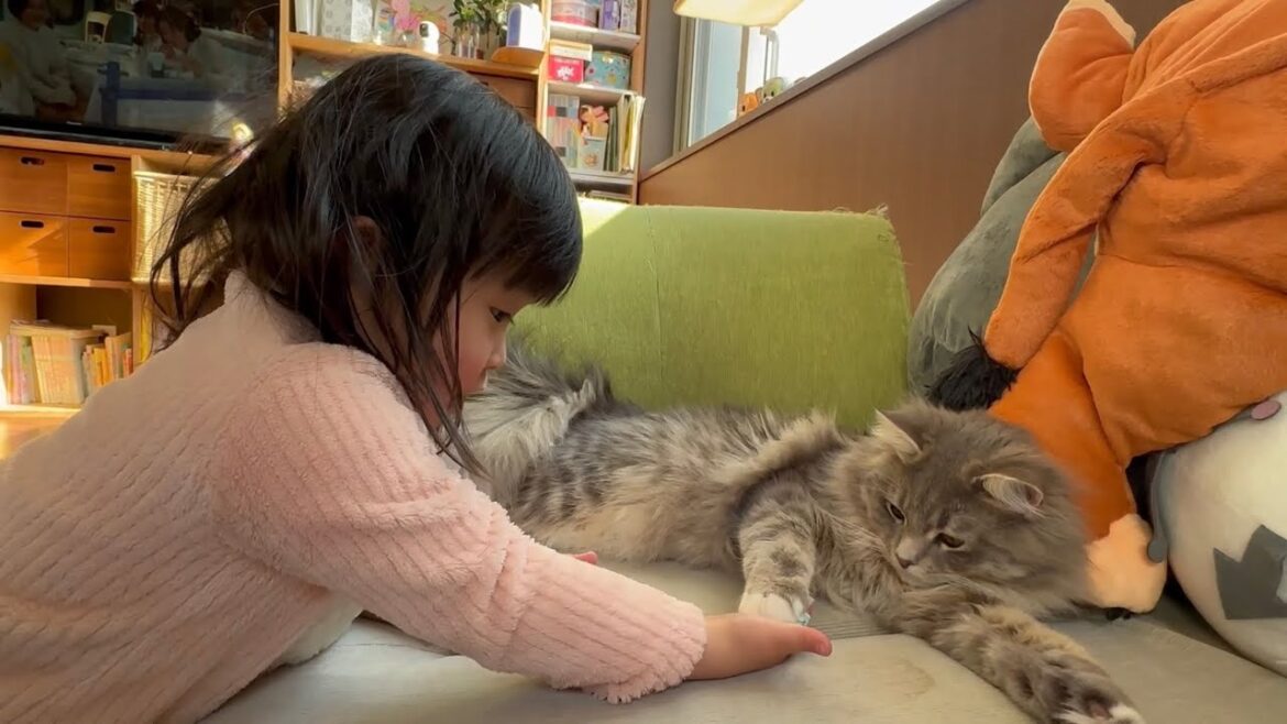 いつの間にか掃除機と仲良しだった猫　サイベリアンBefore we knew it, the cat had become good friends with the vacuum cleaner