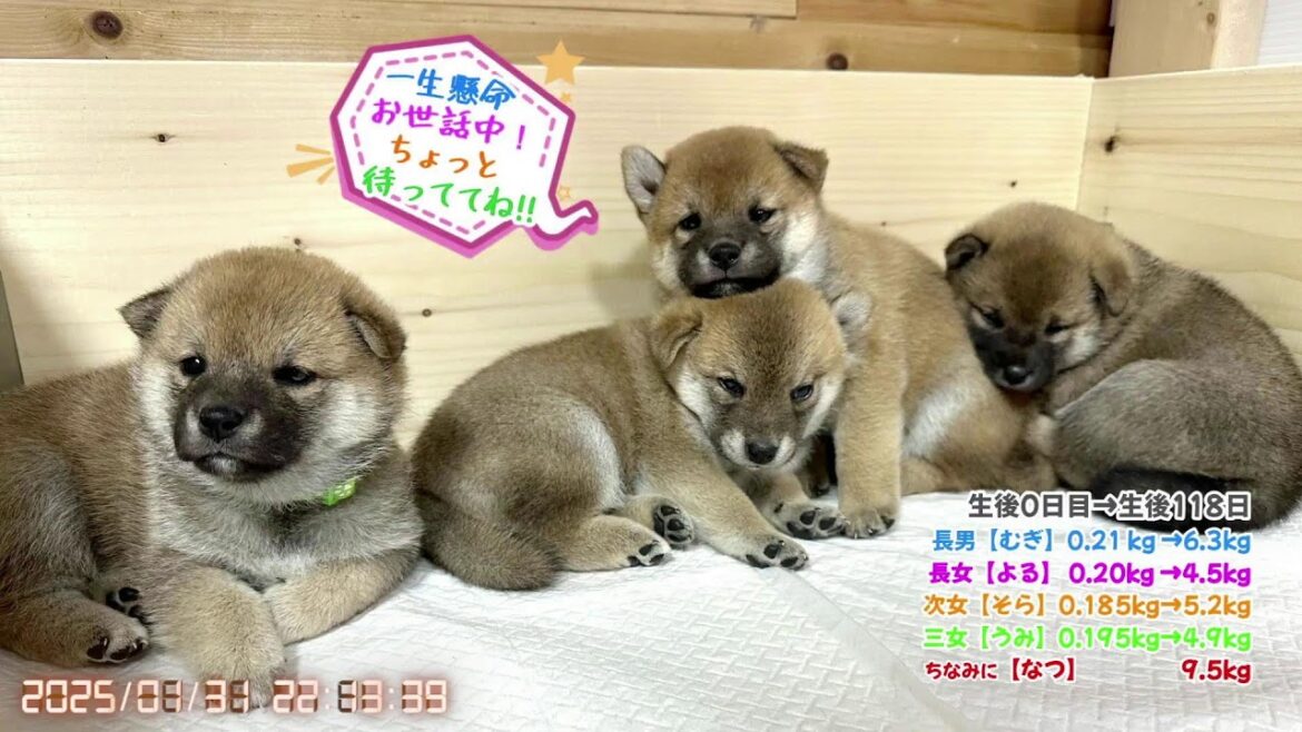 柴犬なつ！子育て生配信【生後144日】今日も元気に何でも噛み噛み子犬たち！汗
