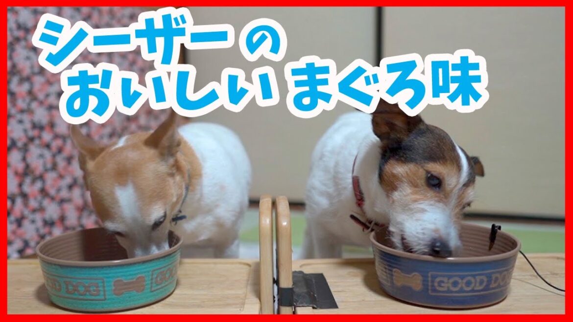 シーザー おいしい まぐろ味を食べたジャックラッセルテリア シーザー おいしい まぐろ味を食べたジャックラッセルテリア