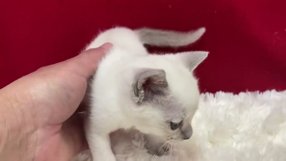 トンキニーズ とっても可愛い子です。プラチナ トンキニーズ とっても可愛い子です。プラチナ