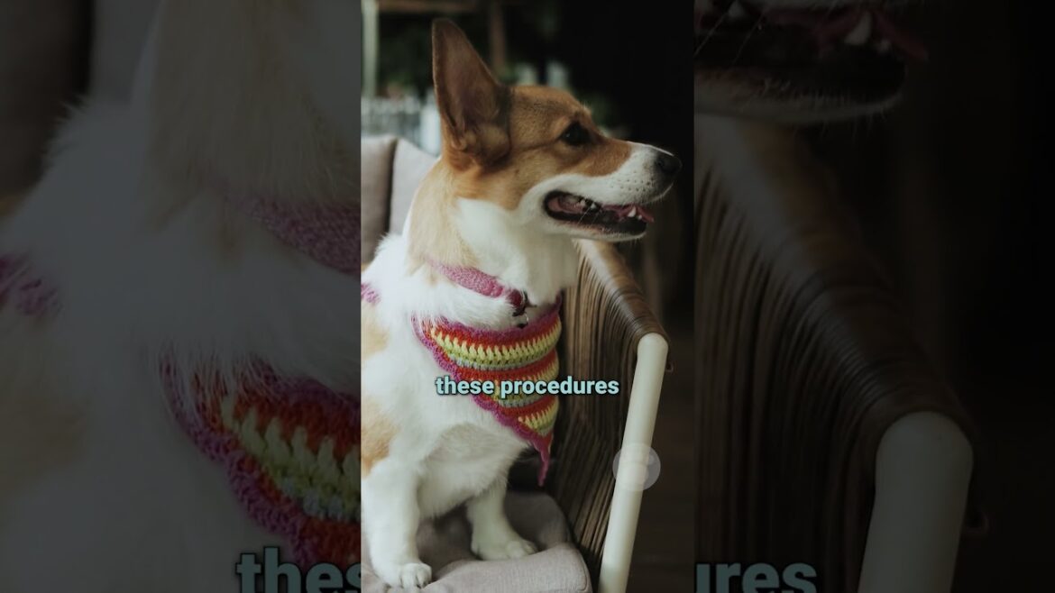 Canadian Vets Ban Cosmetic Dog Surgeries #dogs #corgi #doberman