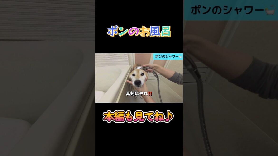 ポンお風呂編🐶🛁✨#柴犬 #shiba #shorts