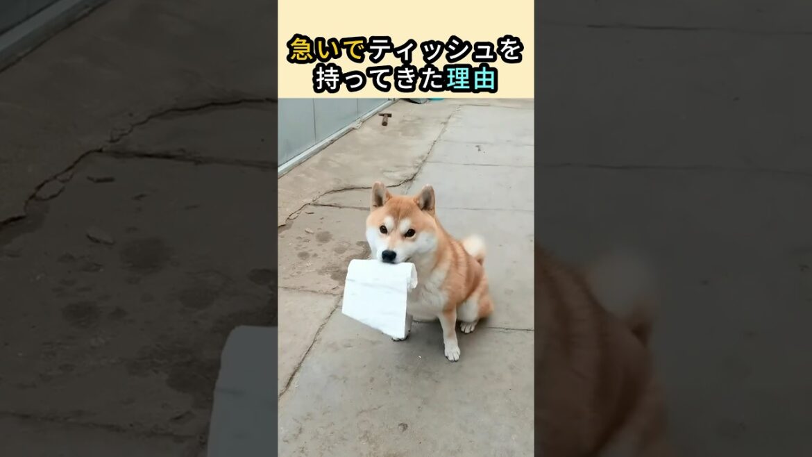 急いでティッシュを持ってきた理由 #柴犬 #動物