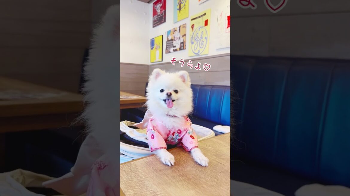 ポメラニアンよく言われる事3選　#dog #pomeranian #かわいい犬