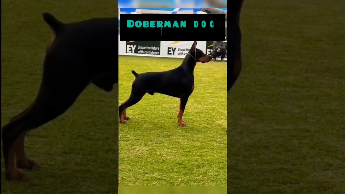 SMART Doberman dog 🐕 in Kolkata dog show #shorts #trend #trending #pawshala #funnycute