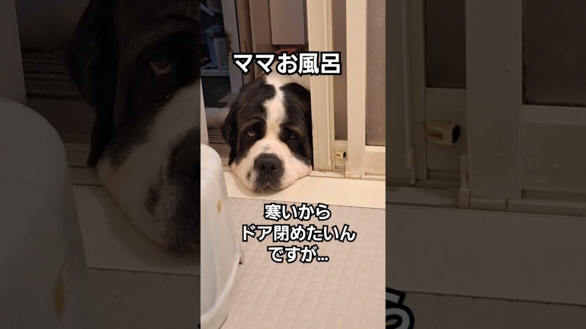 【一人で待てない超大型犬セントバーナード】お風呂に入りたいわけではない #犬 #お風呂 #shors