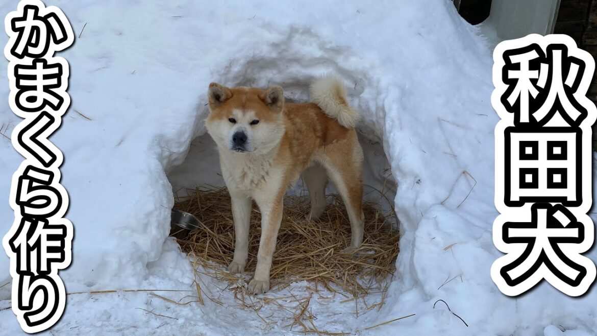 雪のかたまりがあったので秋田犬にかまくらを作ってあげました♫