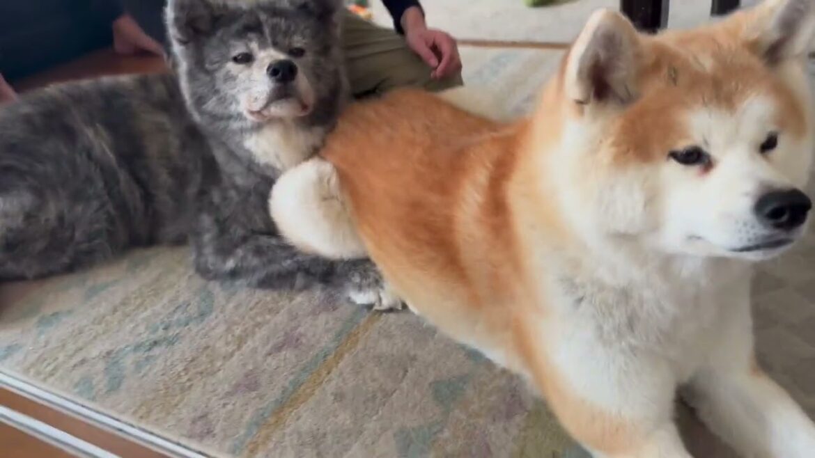 ナデナデの待ちシステムが独特な秋田犬姉妹【Akita-inu】@akita-inu-pata