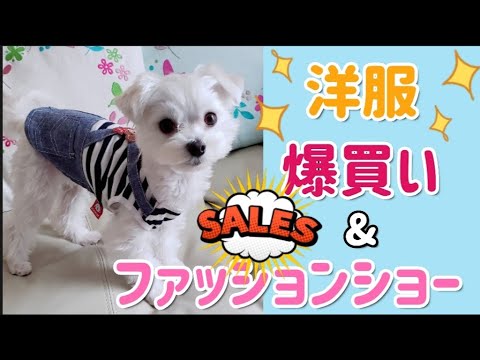 爆買い 犬服 ファッションショー /犬の服【マルチーズ】 爆買い 犬服 ファッションショー /犬の服【マルチーズ】
