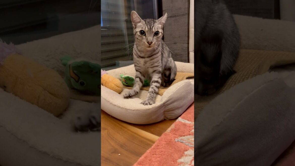 ユキオさんの高速フミフミ　#癒し動画 #ねこ癒やし #ocicat #フミフミ