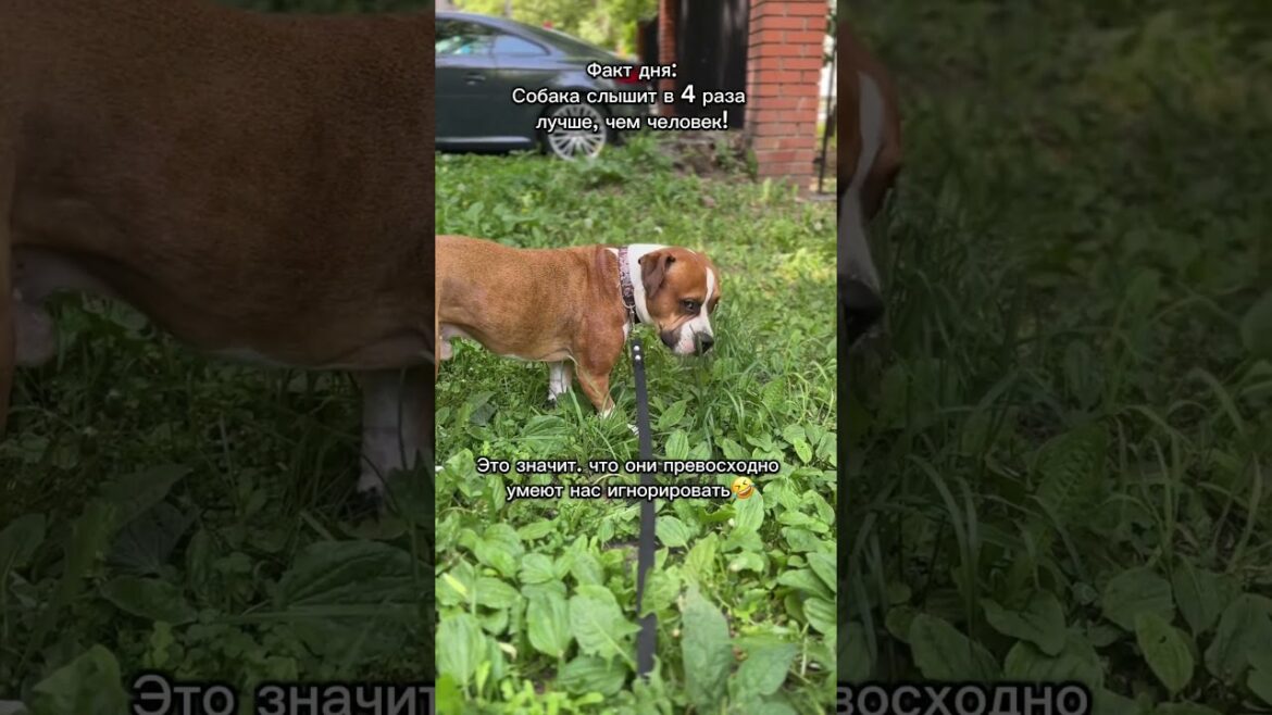 Это реально так! #собака #амстафф #юмор #приколысживотными #прикол