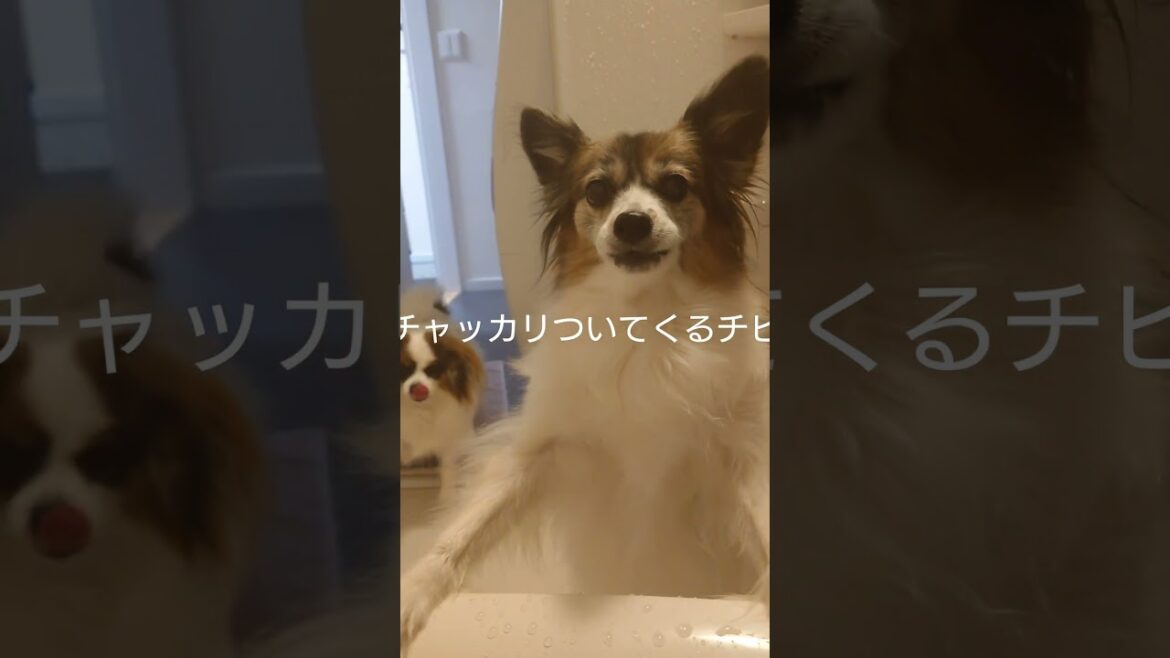 お風呂の監視が厳しい犬達 #犬とお風呂 #パピヨン #犬のいる生活