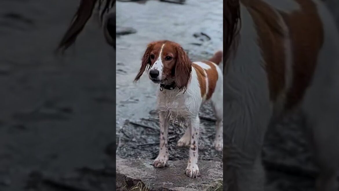 Еще молоденькая…#охота #cockerspaniel #охотничьисобаки #spaniel #щенок #дичь #утки