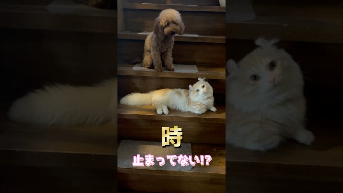 『時止まってない！？』 #猫 #キンカロー #マンチカン #短足部 #cat