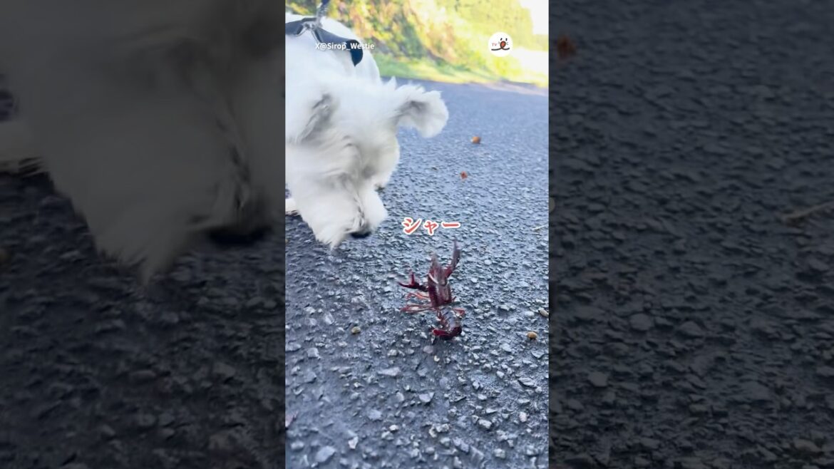 ザリガニVSわんこ｜PECO #ウエストハイランドホワイトテリア #犬 #愛犬家  #westhighlandwhiteterrier #westie #dog #westielove