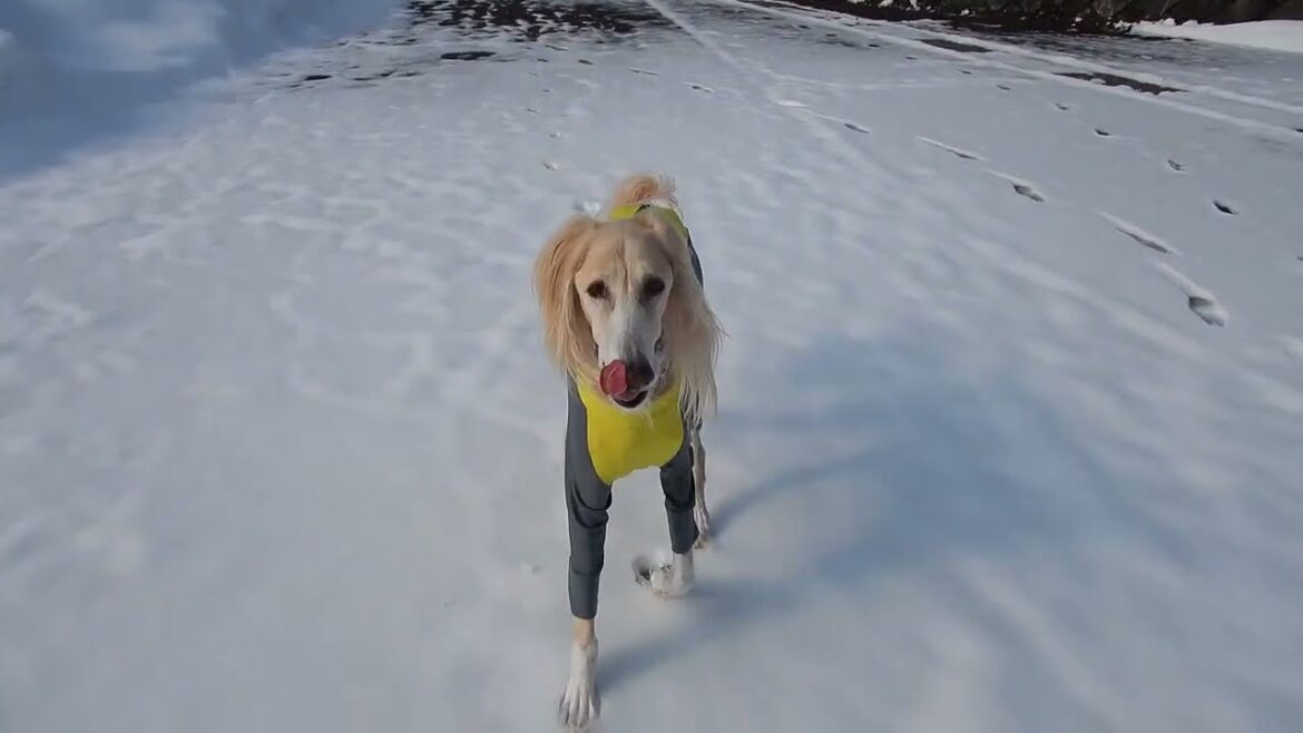 ゆるりゆるりのぽぽ・喜八君🐾🐾（Saluki）